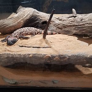 Pittsburgh Zoo - Gila monster