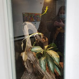 Pittsburgh Zoo - Giant day gecko