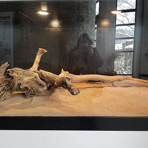 Pittsburgh Zoo - Western diamondback