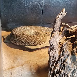 Pittsburgh Zoo - Western diamondback