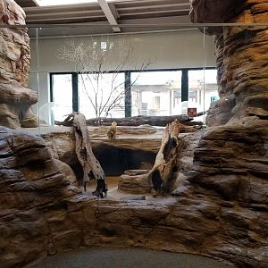 Pittsburgh Zoo - Meerkat