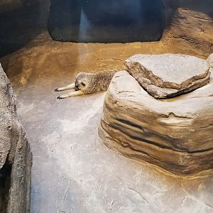 Pittsburgh Zoo - Meerkat
