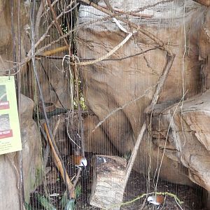 9/14/2020 - White-Crested Laughing Thrush Aviary