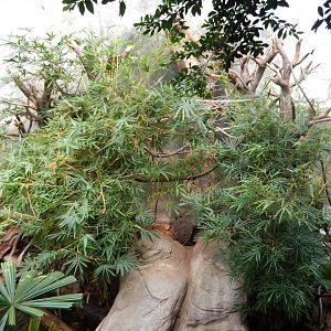 9/14/2020 - White-Handed Gibbon & Asian Small-Clawed Otter Habitat