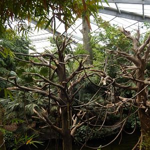 9/14/2020 - Second White-Handed Gibbon Habitat