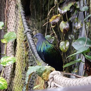 9/14/2020 - Nicobar Pigeon