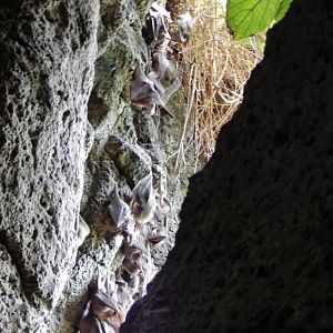 9/14/2020 - A Slice of Roost Life