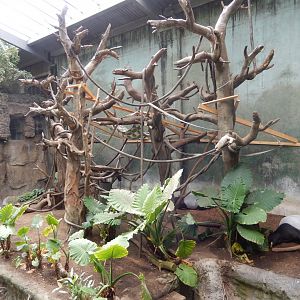 9/14/2020 - Malayan Tapir & Francois' Langur Habitat