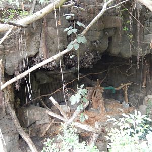 9/14/2020 - Eurasian Eagle Owl Exhibit & Fruit Bat Neighbors