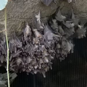 9/14/2020 - Fruit Bats Galore!