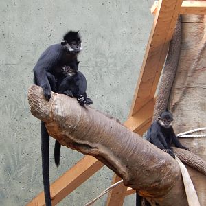 9/14/2020 - Francois' Langurs