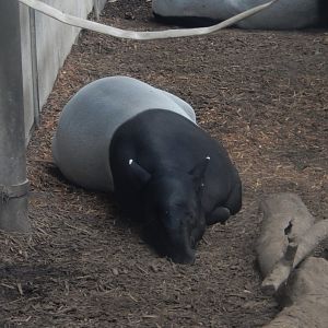 9/14/2020 - Malayan Tapir