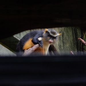 9/14/2020 - Wolf's Guenon