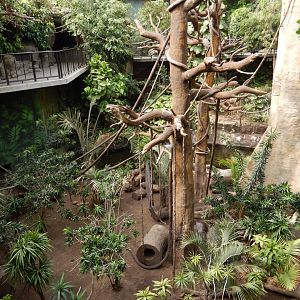9/14/2020 - Pygmy Hippo & Monkey Habitat