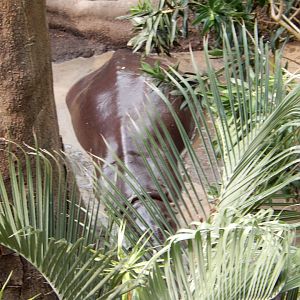 9/14/2020 - Pygmy Hippo