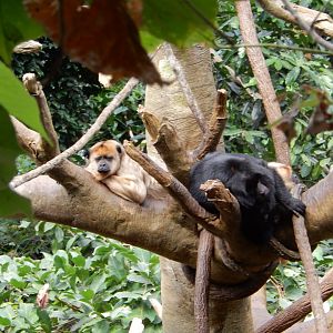 9/14/2020 - Black Howler Monkey Family