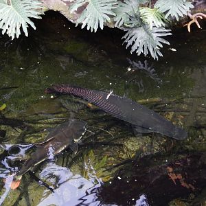 9/14/2020 - Arapaimas