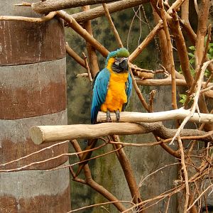 9/14/2020 - Blue-and-Yellow Macaw