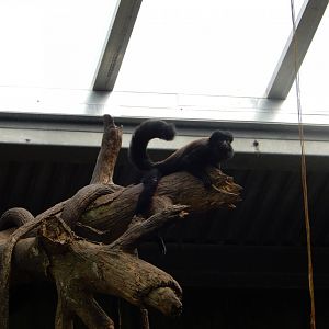 9/14/2020 - Red-Backed Bearded Saki