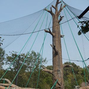 9/14/2020 - Orangutan Habitat (Deck View)