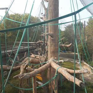 9/14/2020 - Orangutan Habitat (Elevator View)