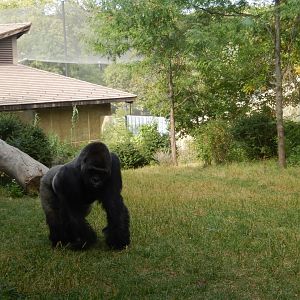 9/14/2020 - Bachelor Gorilla Habitat