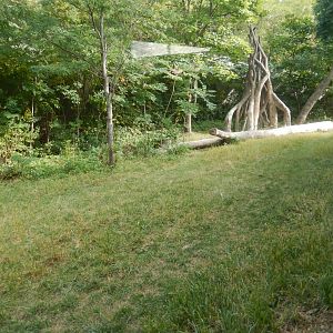 9/14/2020 - Bachelor Gorilla Habitat