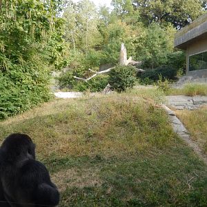 9/14/2020 - Bachelor Gorilla Habitat