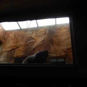 9/14/2020 - Gorilla Up Above!