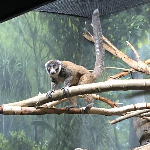 9/13/2020 - Mongoose Lemur