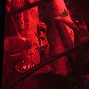 9/13/2020 - Gecko (Species Help Please?)