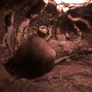 9/13/2020 - Malagasy Jumping Rat