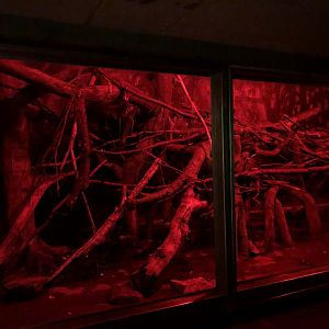 9/13/2020 - Aye-aye & Fruit Bat Habitat