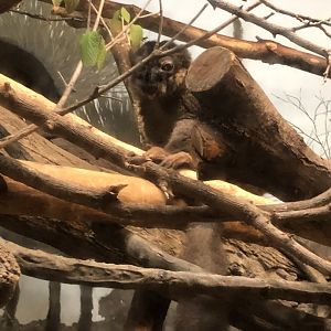 9/13/2020 - Collared Brown Lemur