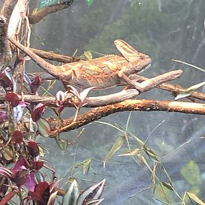 9/13/2020 - Chameleon (Oustalet’s?)