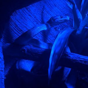 9/14/2020 - Boa Species(?)