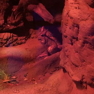 9/14/2020 - Springhaas