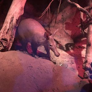 9/14/2020 - Aardvark