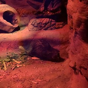 9/14/2020 - Brushtail Porcupine