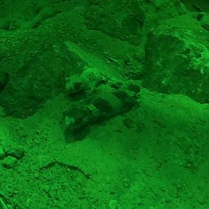 9/14/2020 - Banded Knob-tailed Geckos