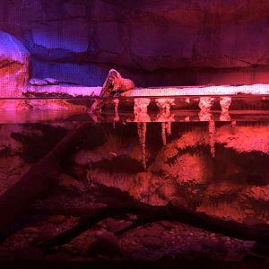 9/14/2020 - Blind Cavefish Tank