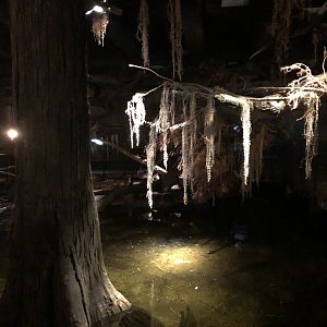 9/14/2020 - Another View of The Swamp