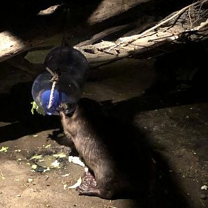 9/14/2020 - Beaver Enrichment