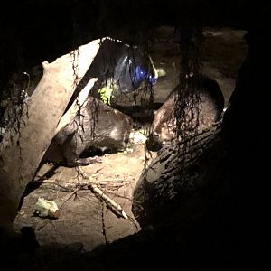 9/14/2020 - Snack Time for Beavers