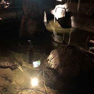 9/14/2020 - Spectacled Caiman Pool