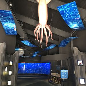 9/14/2020 - Giant Squid Model