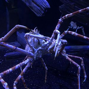 9/14/2020 - Japanese Spider Crab