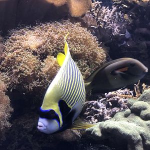 9/14/2020 - Tropical Fish