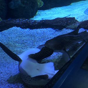 9/14/2020 - Zebra Shark Face-Off