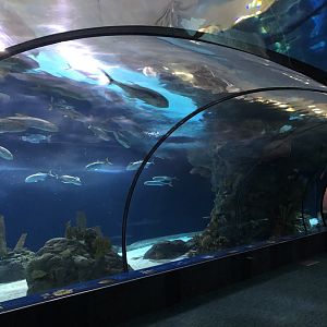 9/14/2020 - Shark Reef